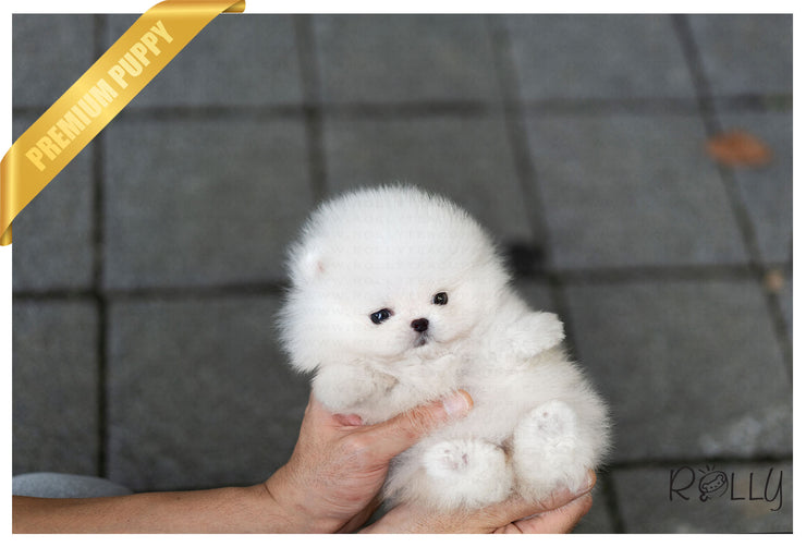 Rolly Teacup Puppies (Purchased by Nicolasein) Sparkle - Pom. F.
