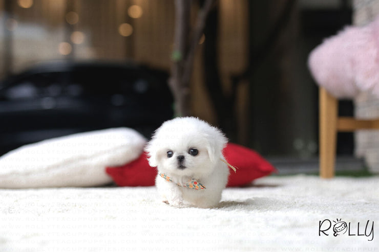 Rolly Teacup Puppies (Purchased by J) Sparky - Pekingese. F.