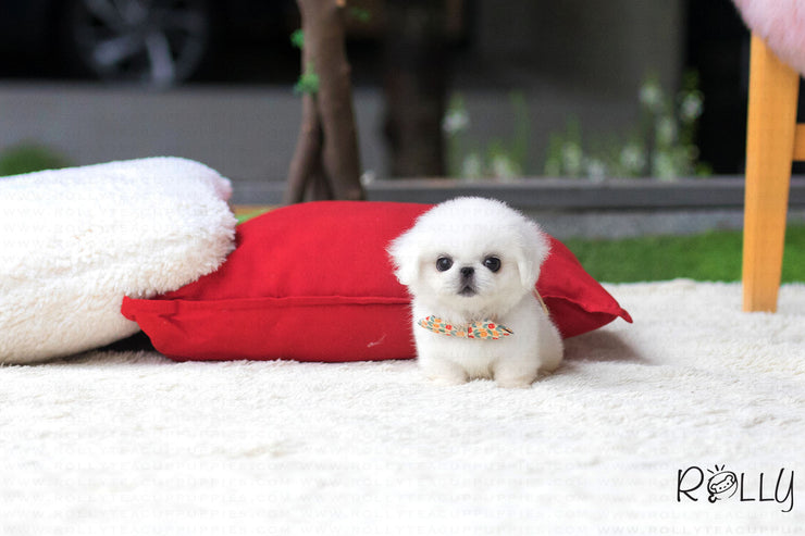 Rolly Teacup Puppies (Purchased by J) Sparky - Pekingese. F.
