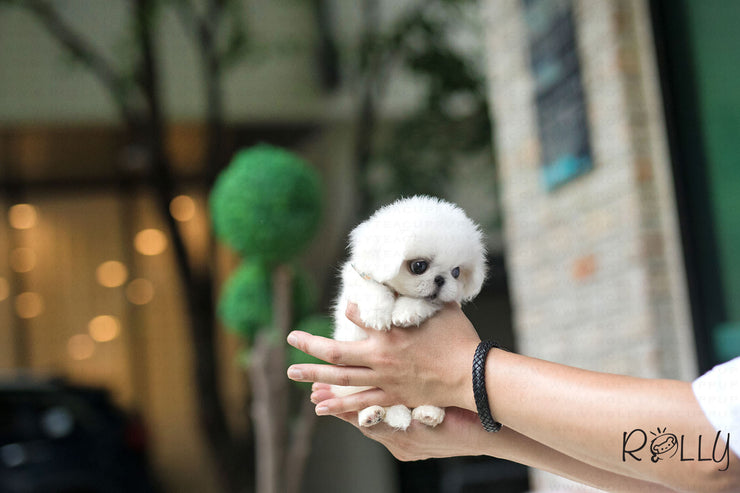 Rolly Teacup Puppies (Purchased by J) Sparky - Pekingese. F.