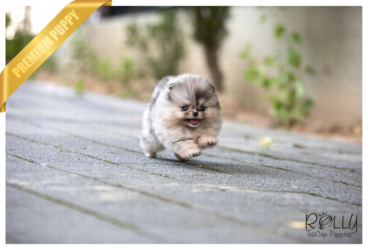 Rolly Teacup Puppies (SOLD to Johnson) Star - Pomeranian. F.