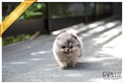 Rolly Teacup Puppies (SOLD to Johnson) Star - Pomeranian. F.