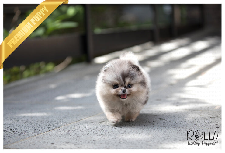 Rolly Teacup Puppies (SOLD to Johnson) Star - Pomeranian. F.
