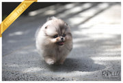 Rolly Teacup Puppies (SOLD to Johnson) Star - Pomeranian. F.