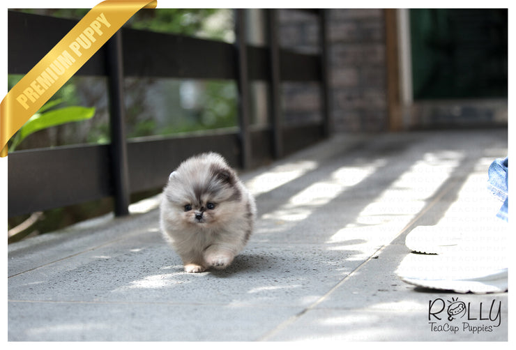 Rolly Teacup Puppies (SOLD to Johnson) Star - Pomeranian. F.