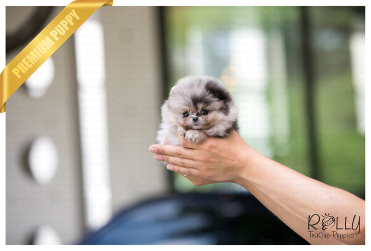 Rolly Teacup Puppies (SOLD to Johnson) Star - Pomeranian. F.