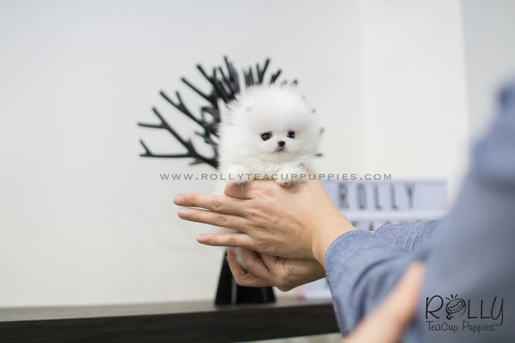 Rolly Teacup Puppies (SOLDto Estremera) Star - Pomeranian. F.