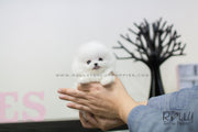 Rolly Teacup Puppies (SOLDto Estremera) Star - Pomeranian. F.