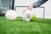 Rolly Teacup Puppies (SOLDto Estremera) Star - Pomeranian. F.