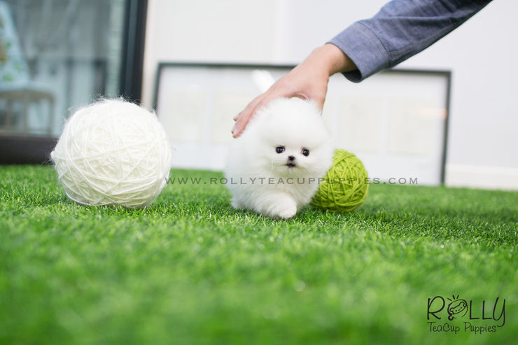 Rolly Teacup Puppies (SOLDto Estremera) Star - Pomeranian. F.