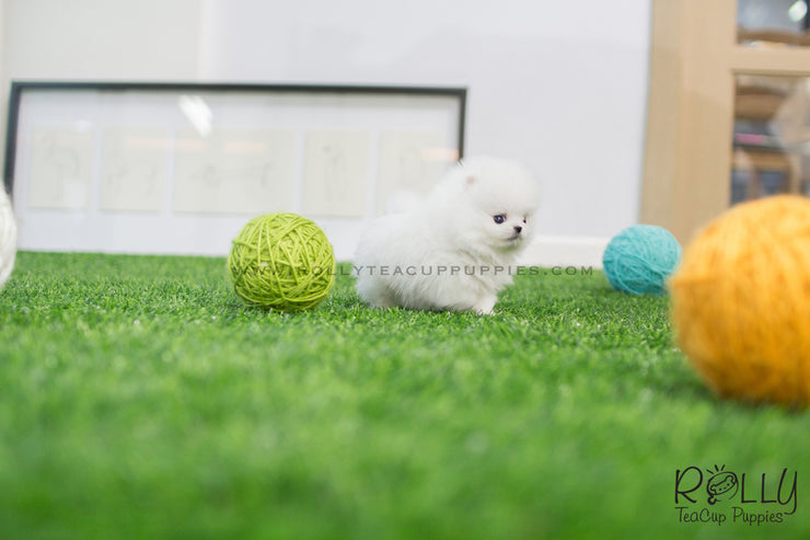 Rolly Teacup Puppies (SOLDto Estremera) Star - Pomeranian. F.