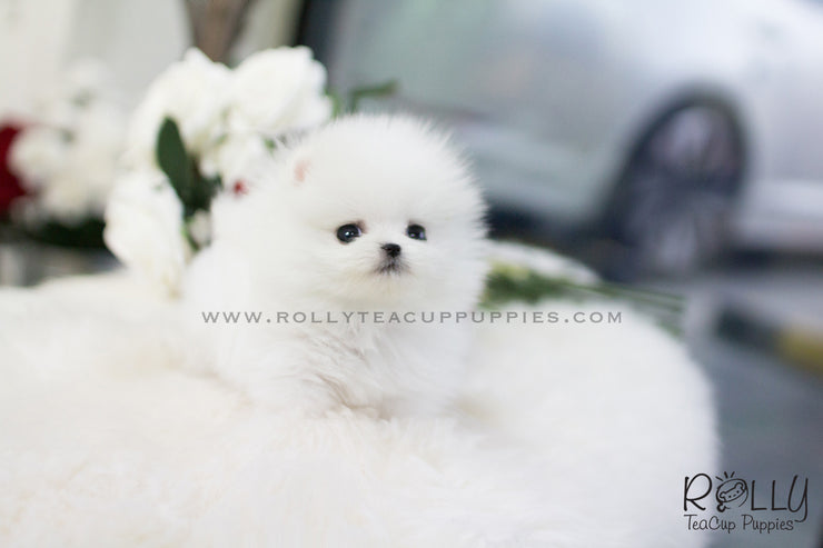 Rolly Teacup Puppies (SOLDto Estremera) Star - Pomeranian. F.