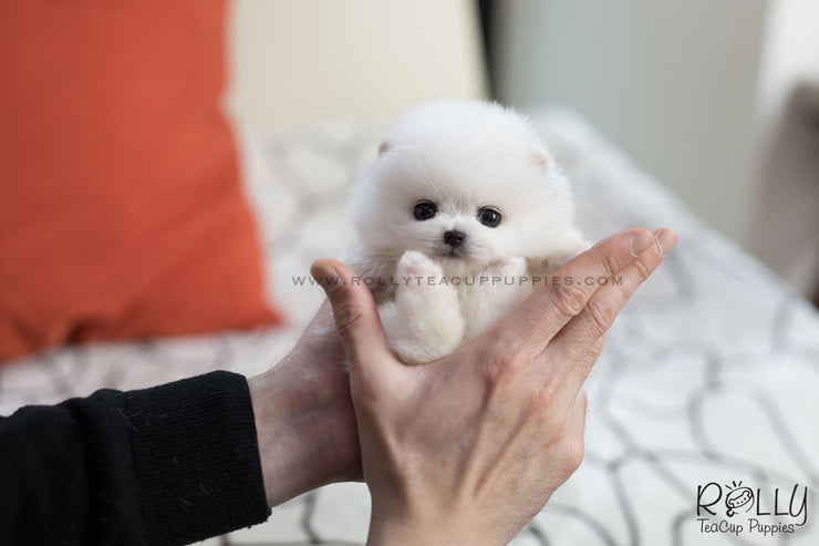 Rolly Teacup Puppies (SOLD to Blake) Stella - Pomeranian. F.
