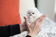 Rolly Teacup Puppies (SOLD to Blake) Stella - Pomeranian. F.