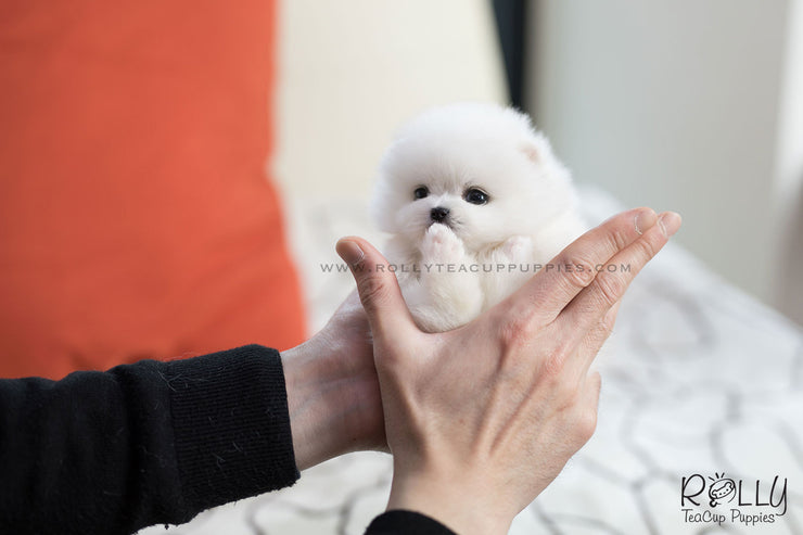 Rolly Teacup Puppies (SOLD to Blake) Stella - Pomeranian. F.
