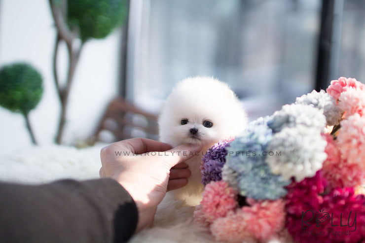 Rolly Teacup Puppies (SOLD to Blake) Stella - Pomeranian. F.