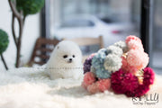 Rolly Teacup Puppies (SOLD to Blake) Stella - Pomeranian. F.