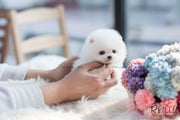 Rolly Teacup Puppies (SOLD to Blake) Stella - Pomeranian. F.