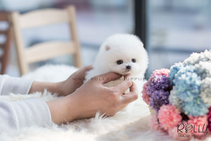 Rolly Teacup Puppies (SOLD to Blake) Stella - Pomeranian. F.