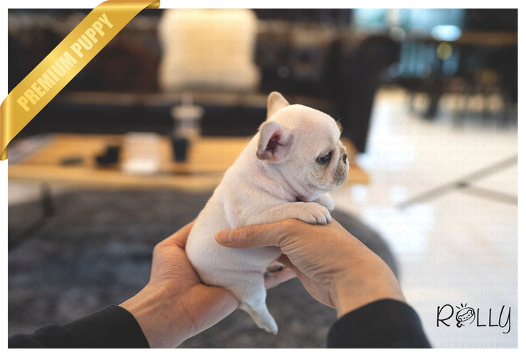 Rolly Teacup Puppies (Purchased by Rodriguez) Stitch - French. M.
