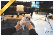 Rolly Teacup Puppies (Purchased by Rodriguez) Stitch - French. M.