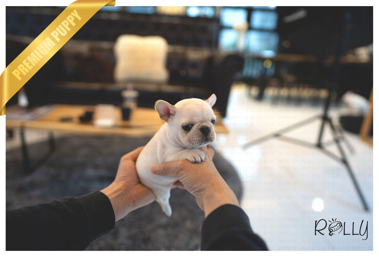 Rolly Teacup Puppies (Purchased by Rodriguez) Stitch - French. M.