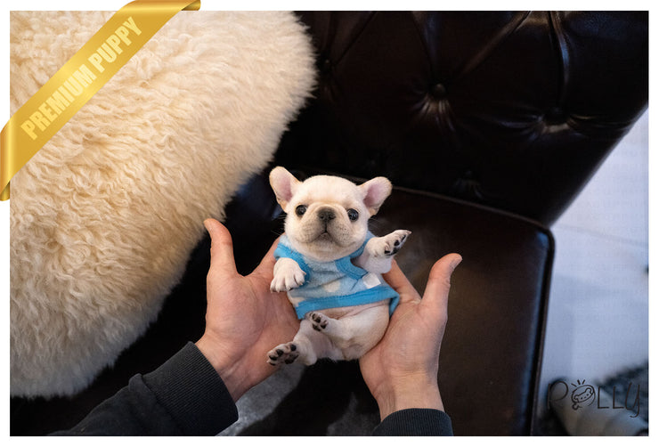 Rolly Teacup Puppies (Purchased by Rodriguez) Stitch - French. M.