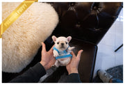 Rolly Teacup Puppies (Purchased by Rodriguez) Stitch - French. M.