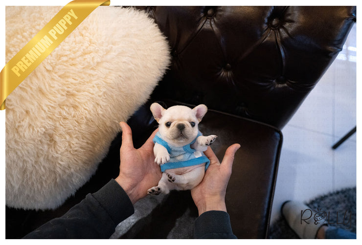 Rolly Teacup Puppies (Purchased by Rodriguez) Stitch - French. M.