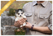 Rolly Teacup Puppies (PURCHASED by Norfleet) STORM - Pomsky. M.