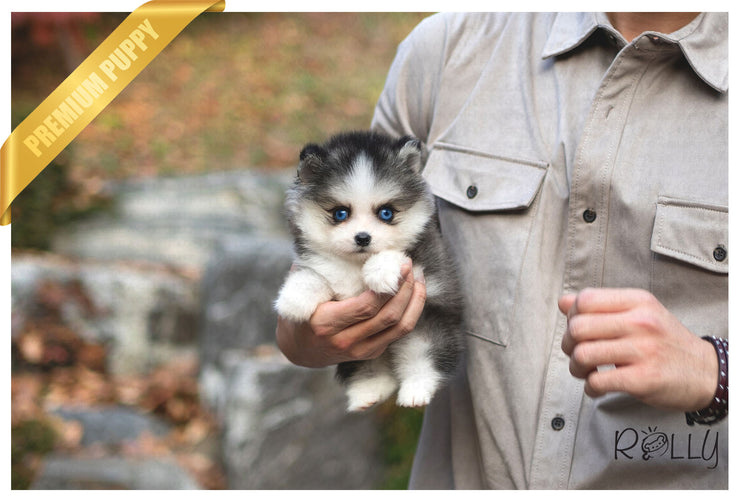 Rolly Teacup Puppies (PURCHASED by Norfleet) STORM - Pomsky. M.