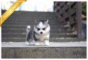 Rolly Teacup Puppies (PURCHASED by Norfleet) STORM - Pomsky. M.