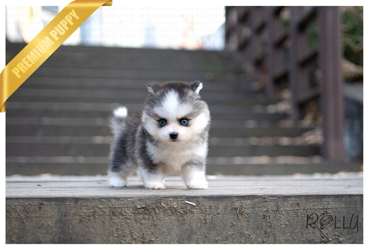 Rolly Teacup Puppies (PURCHASED by Norfleet) STORM - Pomsky. M.