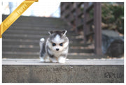 Rolly Teacup Puppies (PURCHASED by Norfleet) STORM - Pomsky. M.