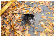 Rolly Teacup Puppies (PURCHASED by Norfleet) STORM - Pomsky. M.