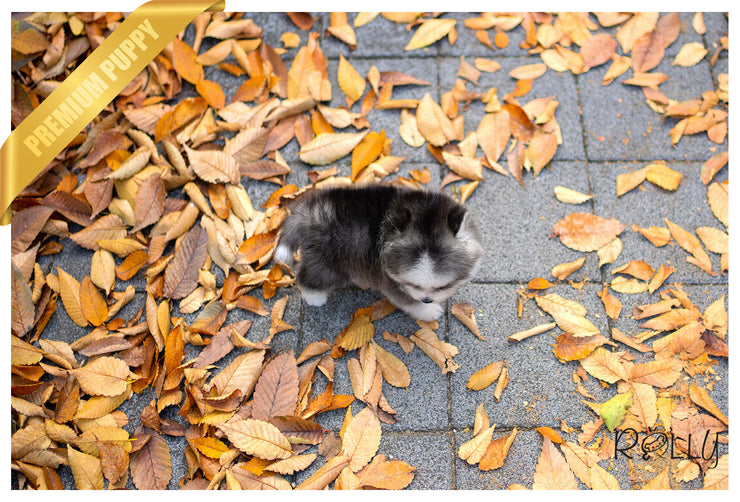 Rolly Teacup Puppies (PURCHASED by Norfleet) STORM - Pomsky. M.
