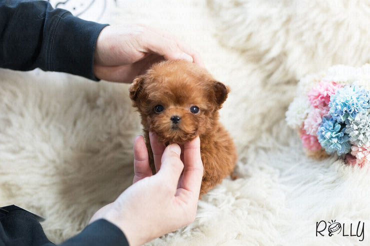 Rolly Teacup Puppies (Purchased by Deleon) Strawberry - Poodle. F.