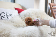 Rolly Teacup Puppies (Purchased by Deleon) Strawberry - Poodle. F.