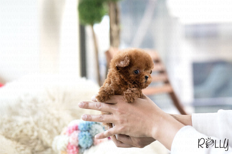 Rolly Teacup Puppies (Purchased by Deleon) Strawberry - Poodle. F.