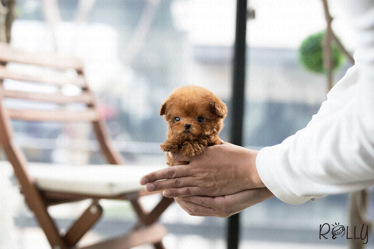 Rolly Teacup Puppies (Purchased by Deleon) Strawberry - Poodle. F.