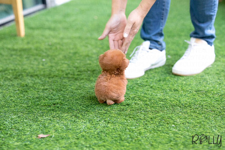 Rolly Teacup Puppies (Purchased by Deleon) Strawberry - Poodle. F.