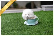 Rolly Teacup Puppies (Purchased by Cabrera) Sugar - Pomeranian. F.
