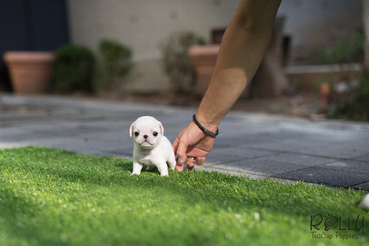 Rolly Teacup Puppies (Purchased by Williams) Sugar - Pug. F.
