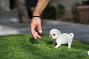 Rolly Teacup Puppies (Purchased by Williams) Sugar - Pug. F.