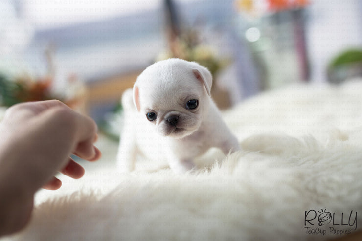 Rolly Teacup Puppies (Purchased by Williams) Sugar - Pug. F.