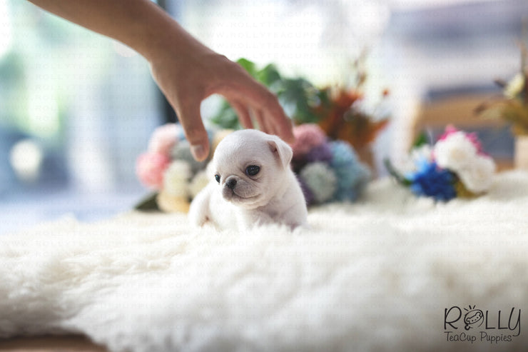 Rolly Teacup Puppies (Purchased by Williams) Sugar - Pug. F.