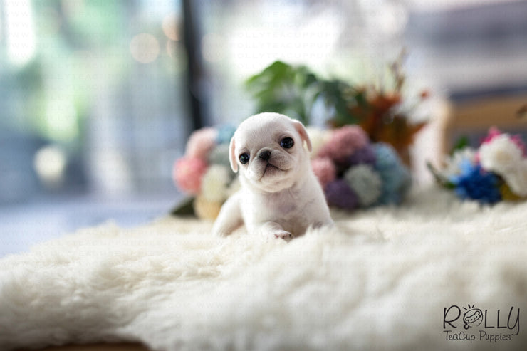 Rolly Teacup Puppies (Purchased by Williams) Sugar - Pug. F.