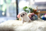 Rolly Teacup Puppies (Purchased by Williams) Sugar - Pug. F.