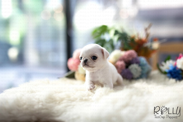 Rolly Teacup Puppies (Purchased by Williams) Sugar - Pug. F.