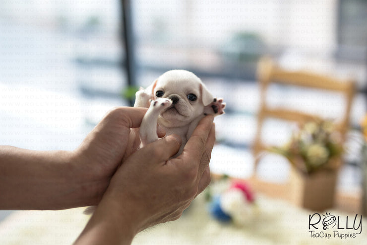 Rolly Teacup Puppies (Purchased by Williams) Sugar - Pug. F.